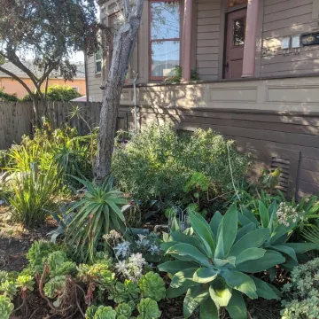 1BR in perfect Berkeley location -- patio & yard!