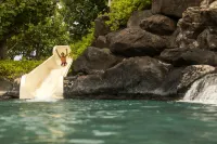 Waikoloa Beach Marriott Resort & Spa - Beach