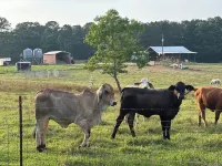 Getaway to the country Hotels in Covington County