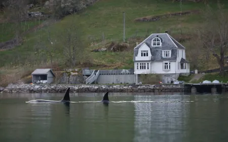 Øydvinstod Hyttegrend located by the untouched Osafjord.A lovely Romantic place.