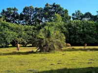 Wild Paradise Flat in Port Elizabeth