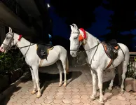 Ortus - Murree Hills