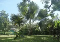Playa Grande Lodge & Tree House Hotel a Cahuita