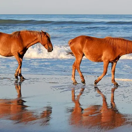 Vacation Cottage – Enjoy 4WD Beach, Hottub, Wild Horses & Canalfront Views