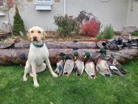 Clear Lakes Ranch and Country Club Executive Family Stay Hotel a Gooding County