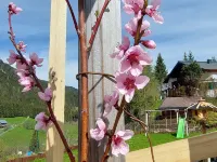 Apartment in Untertauern Near Ski Slopes