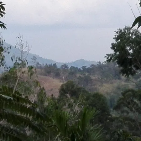 New Green View