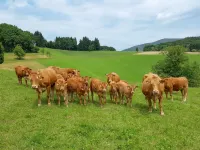 Schmalzenhof Hotels in Hofstetten