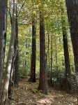 Cozy Cabin located close to Shenandoah National Park, Wineries, and Breweries.