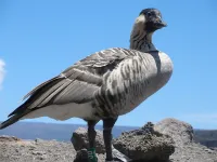 Nice And Cozy Apartment On The Municipal Golf Course In Hilo