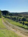 Nestled Pukekohe side of the hills of Bombay with a large private pool