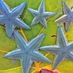 Luxury Beach Villa 1207 @ Sublime Samana