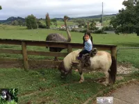 Waitomo Big Bird Retreat Hotels in Waitomo Caves