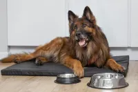 Margi Gaja Apartament