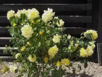 "Hortensia" - 350m from the Sea