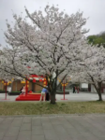 Ziyangjie Qingfeng Xiaozhu (Chicheng Road Branch)