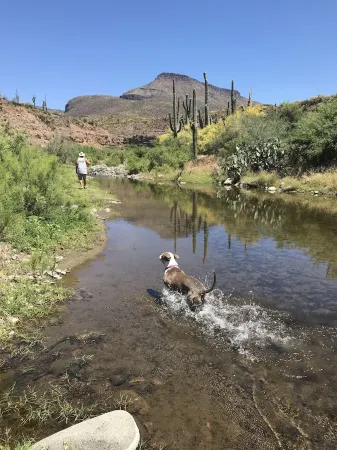 The Eagle Perched at Roosevelt Lake Отели в г. Тонто Бейсин