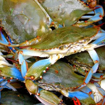 Beautiful camp in Angler Bay! Come enjoy the best of Hackberry.