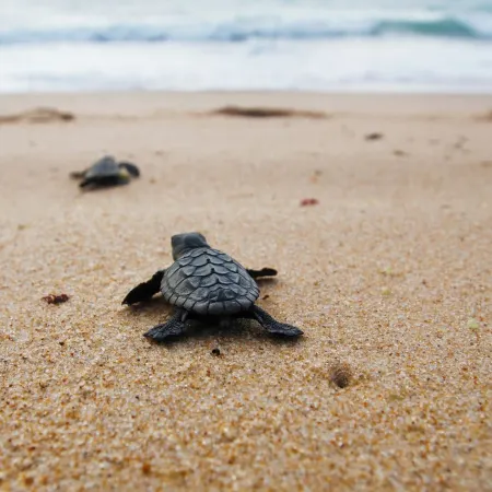 Turtle Sands