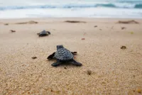 Turtle Sands - Ocean View