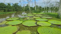 Pacaya Samiria Experience Hotels in Iquitos