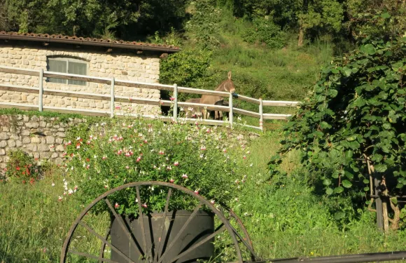 德維斯希歐農家樂