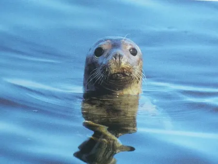 Trégastel, Pink Granite Coast - Apartment STARFISH with panoramic sea view