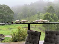 Whispering Valley Cottage Retreat - Mountain view