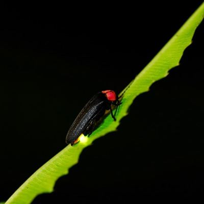 その他 箱根湯本温泉 吉池旅館の写真