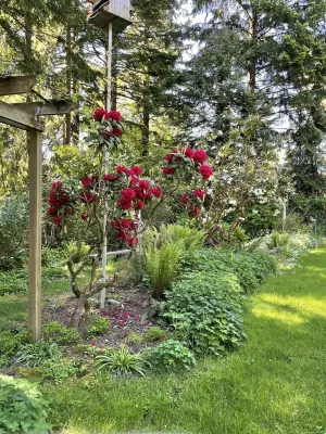 A Woodland Cottage in suburban Portland