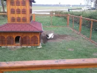 Tourist Farm Šalamun Hotels in Ljutomer