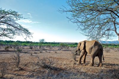 Surroundings Samburu Intrepids Tented Camp Photo