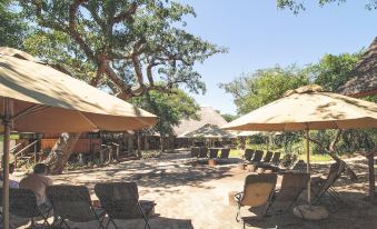 a large tree with many umbrellas and chairs under the shade of it , set against a blue sky at Tembe Elephant Park