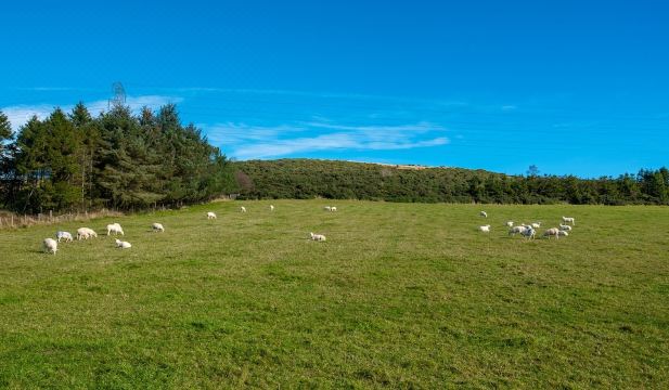 Wynford Holiday Cottages Hotel Overview