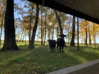 Modern Log Cabin in woods with two gas fireplaces; 20 acres; great location.