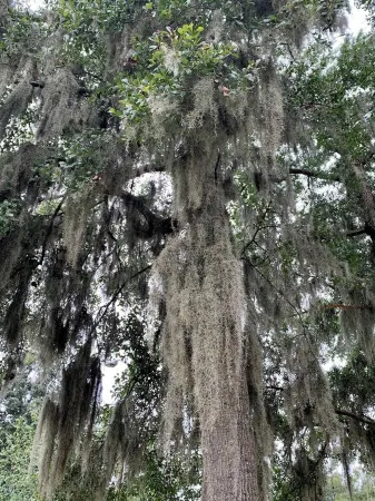 Huge, Family-Friendly Home. 10-Mins to Downtown!  Giant TV's, sweet back porch! Отели рядом с достопримечательностью «Спортивная площадка Стиплчейз»