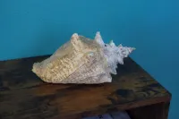 Spacious 4-bedroom house in charming Bon Accord with WiFi. 3 mins from beaches Hotel di Bon Accord