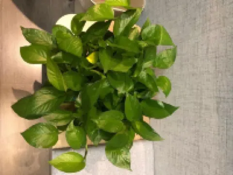 尚客優酒店（景縣董仲舒路店） 景縣酒店