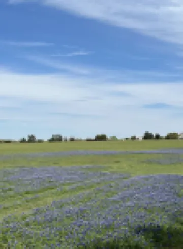 Amazing Secluded cottage under huge trees, on a working Ranch.