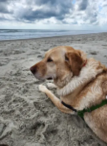 Sweet Caroline Coastal Home Beaufort NC BeauCoast FlexChkIn/Out Poss Master Main