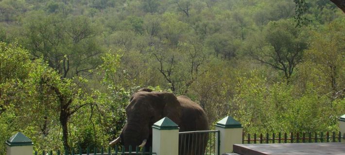 Muweti Bush Lodge โรงแรมในฟาลาบอร์วา