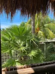 Hotel Pelecanus Suites Holbox