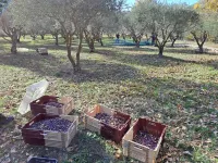 Provençal farm among olive trees; view of the hill from a large shaded terrace