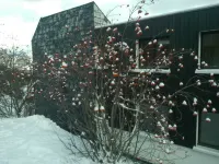 Holidays close to the slopes. Pra-Loup 1600