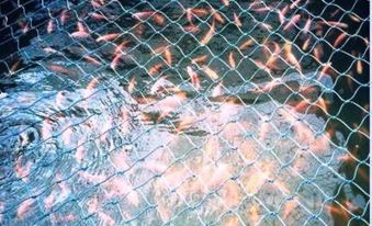 a large group of fish swimming in a body of water , with some of them captured in a net at Kampung Bongsu Farmstay