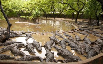 Surroundings Taj Fisherman's Cove Resort & Spa, Chennai Photo
