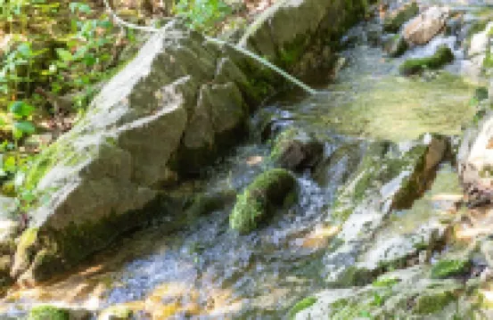 Chuncheon Byeol Kkot Soop