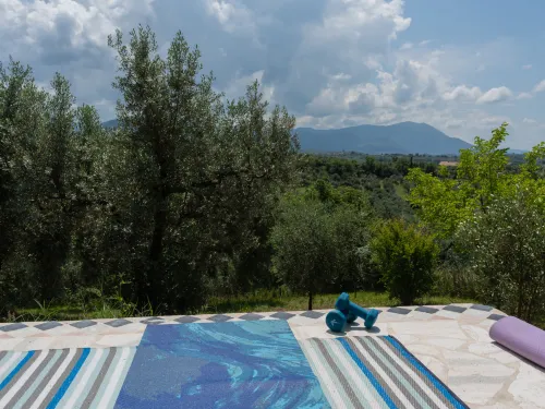 Olive Grove Sabina