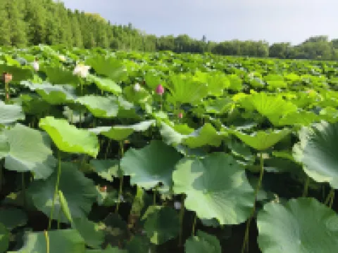 Tongxin Homestay (Xinxin Road)