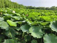 Tongxin Homestay (Xinxin Road)